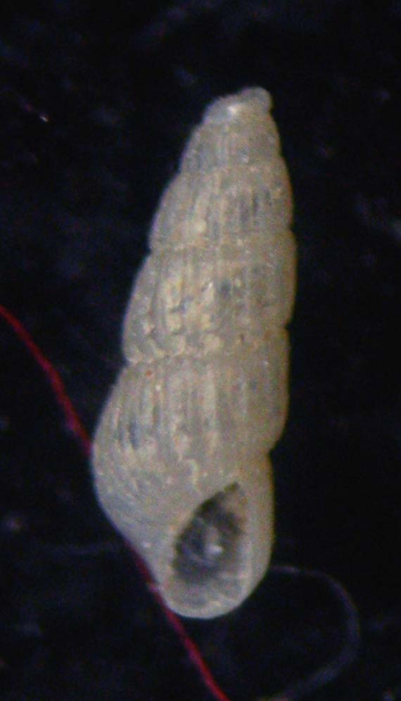 Chrysallida clathrata